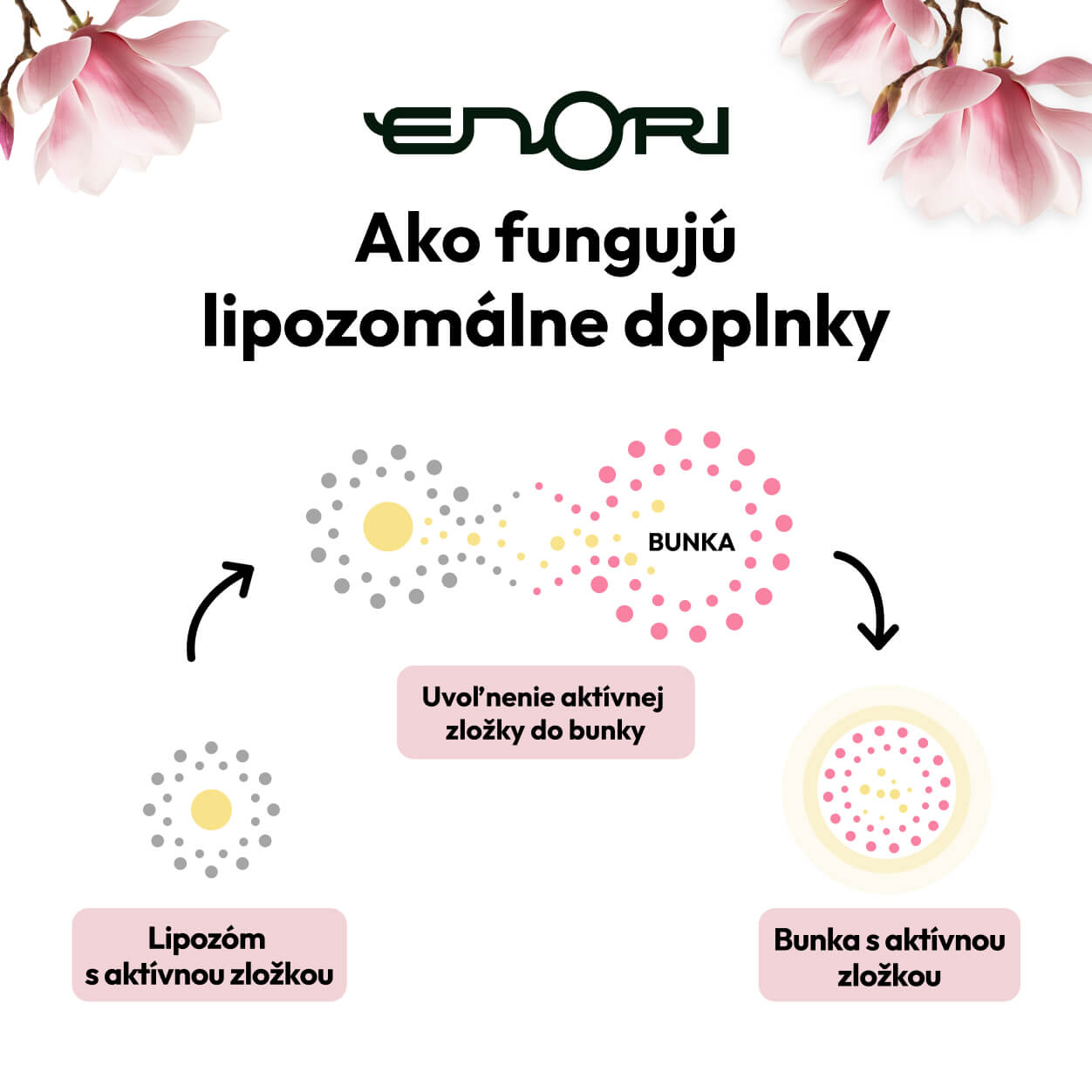 Ako funguju lipozomy